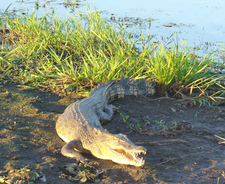 Corocdiles seen on our Yellow Water Billabong Cruise in Kakadu