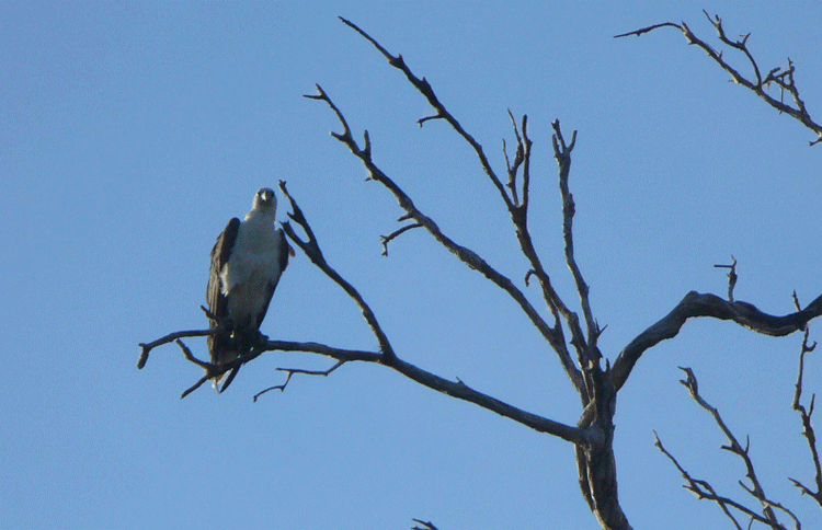 Eagle seen on our Yellow Water Billabong Cruise in Kakadu